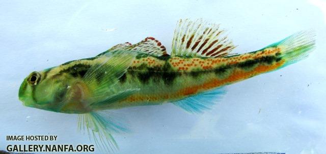 Etheostoma occidentale male1 by BZ