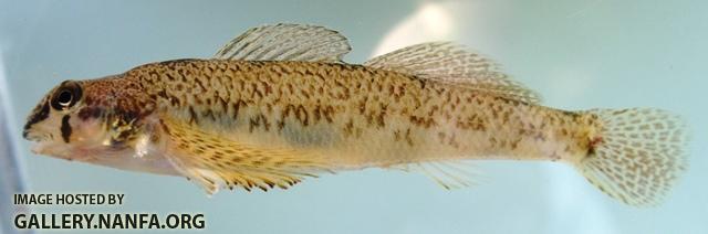 Etheostoma olmstedi female1 by AK