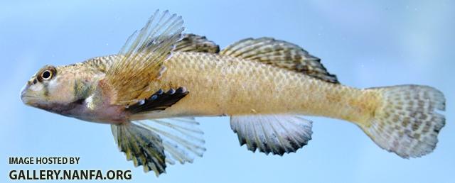 Etheostoma olmstedi male1 by AK