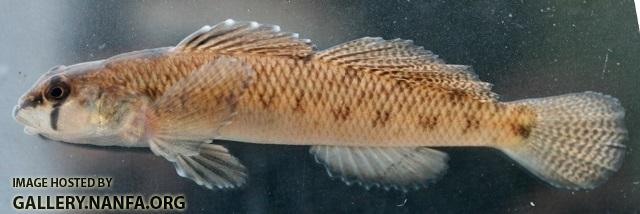 Etheostoma olmstedi male3 by JSB