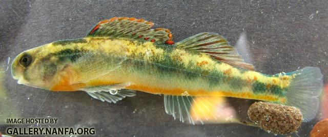 Etheostoma orientale male1 by BZ