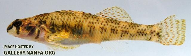 Etheostoma podostemone female1 by AK