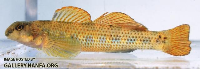 Etheostoma podostemone male1 by AK