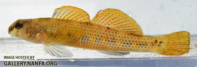 Etheostoma podostemone male2 by AK