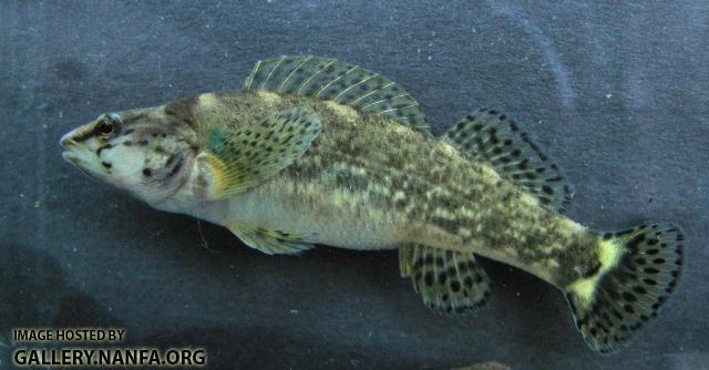 Etheostoma rufilineatum female2 by BZ