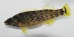 Etheostoma rufilineatum female3 by BZ