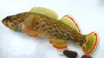 Etheostoma rufilineatum male4 by BZ