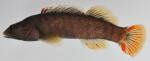 Etheostoma sanguifluum male1 by BZ