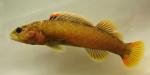 Etheostoma sanguifluum male2 by BZ