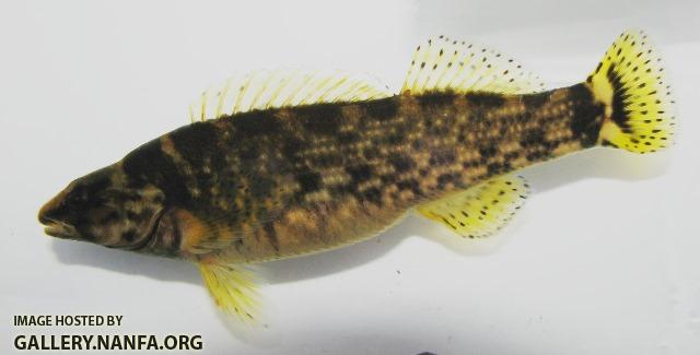 Etheostoma rufilineatum female3 by BZ