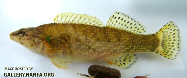 Etheostoma rufilineatum female4 by BZ