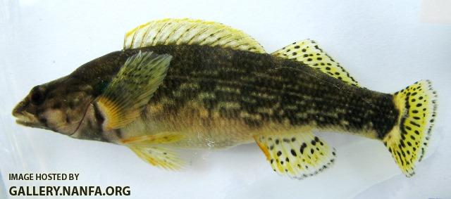 Etheostoma rufilineatum female5 by BZ