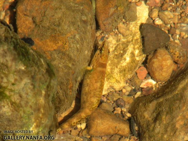 Etheostoma rufilineatum female6 by BZ