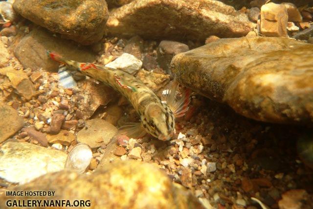 Etheostoma rufilineatum male6 by BZ