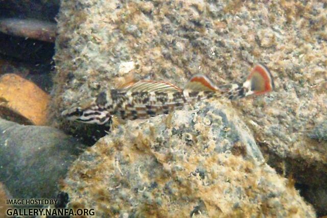 Etheostoma rufilineatum male7 by BZ