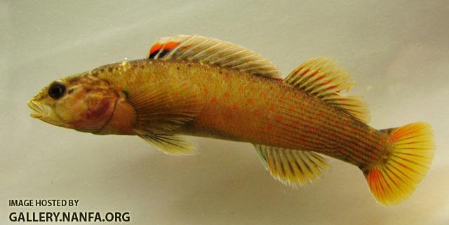 Etheostoma sanguifluum male2 by BZ