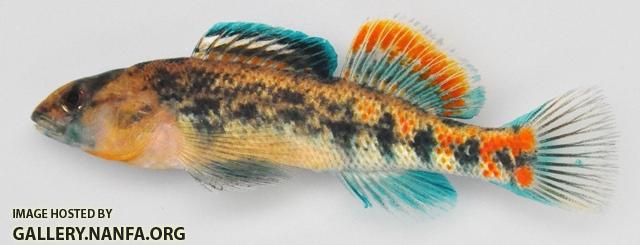 Etheostoma spectabile male1 by BZ