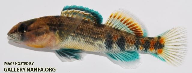 Etheostoma spectabile male2 by BZ