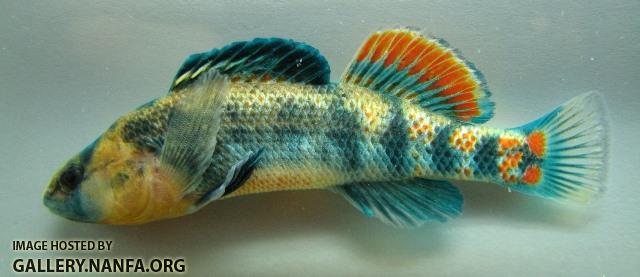 Etheostoma spectabile male3 by BZ