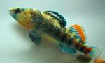 Etheostoma spectabile male4 by BZ