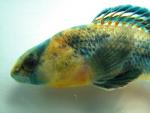 Etheostoma spectabile male5 by BZ