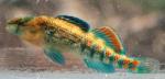 Etheostoma spectabile male6 by JZ