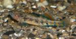 Etheostoma spectabile male8 by BZ