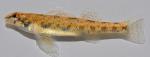 Etheostoma stigmaeum 1 by BZ