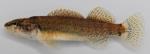 Etheostoma tippecanoe female1 by BZ