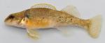 Etheostoma variatum female1 by BZ