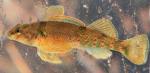 Etheostoma variatum female2 by BZ