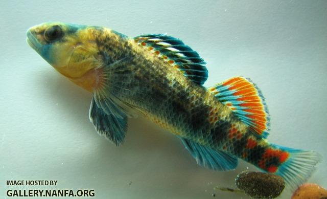 Etheostoma spectabile male4 by BZ