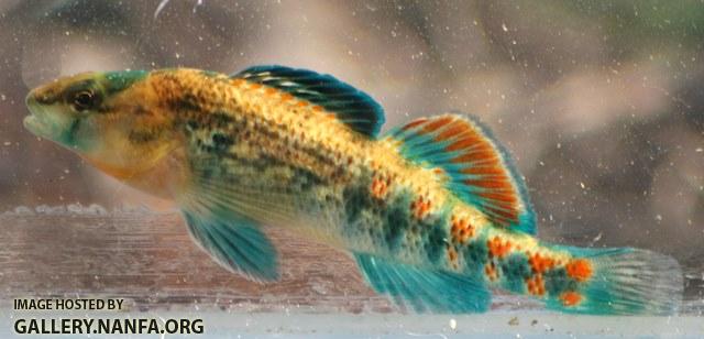 Etheostoma spectabile male6 by JZ