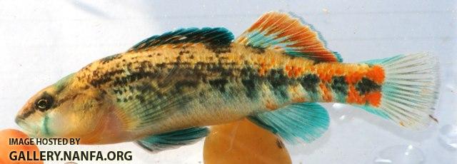 Etheostoma spectabile male7 by JZ