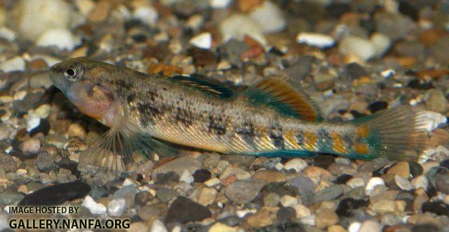 Etheostoma spectabile male8 by BZ