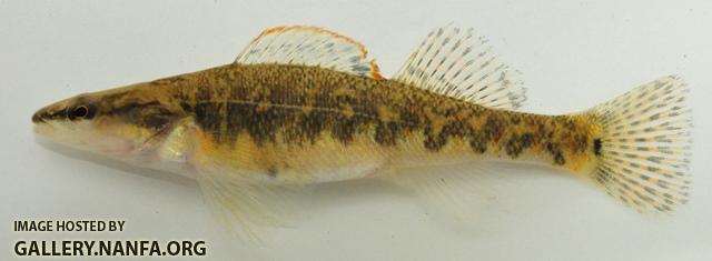 Etheostoma spilotum female1 By BZ