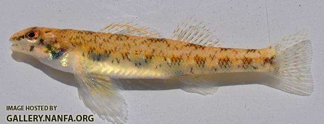 Etheostoma stigmaeum 1 by BZ