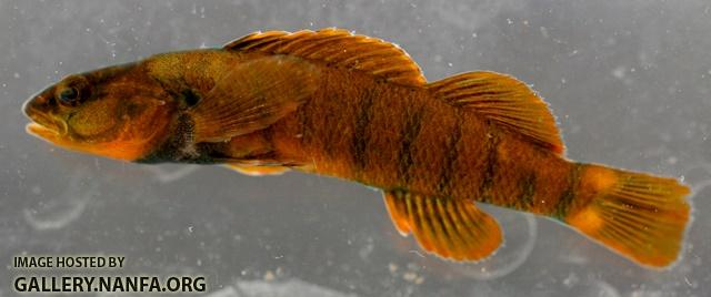 Etheostoma tippecanoe male2 by BZ