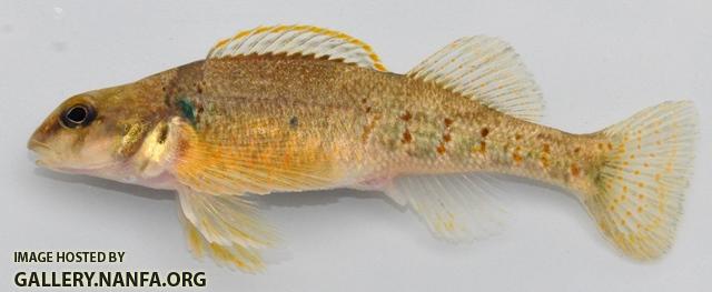 Etheostoma variatum female1 by BZ