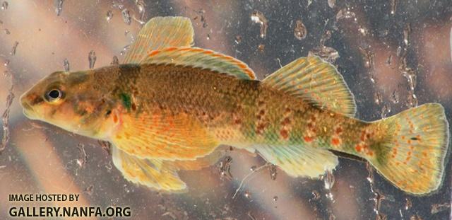 Etheostoma variatum female2 by BZ