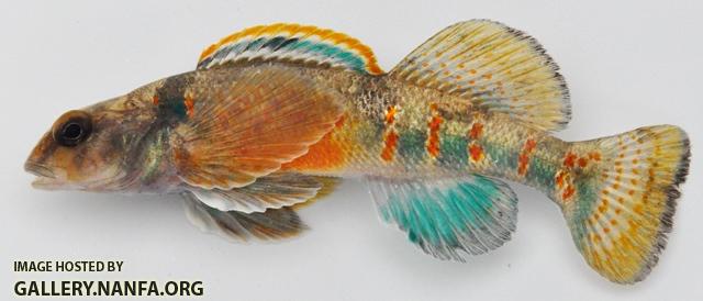 Etheostoma variatum male1 by BZ