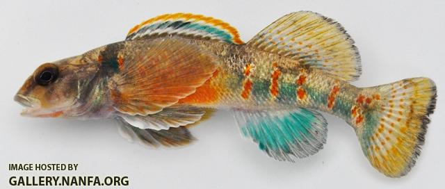 Etheostoma variatum male2 by BZ