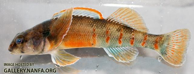 Etheostoma variatum male3 By BZ