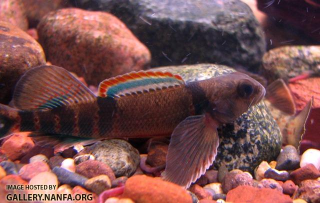 Etheostoma variatum male4 by BZ