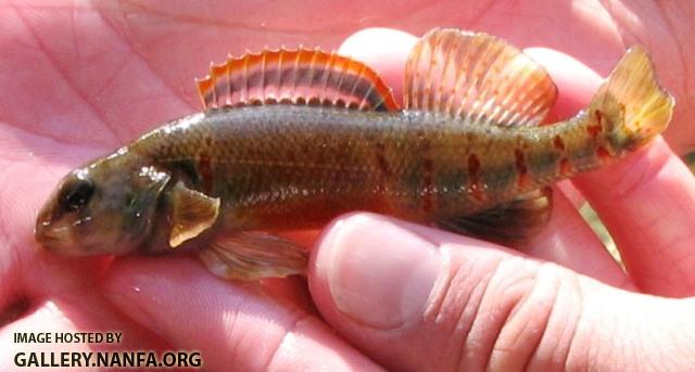 Etheostoma variatum male5 by JZ