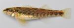 Etheostoma zonale female1 by BZ