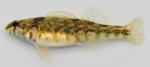 Etheostoma zonale female2 by BZ