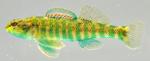 Etheostoma zonale male1 by BZ