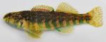 Etheostoma zonale male3 by BZ