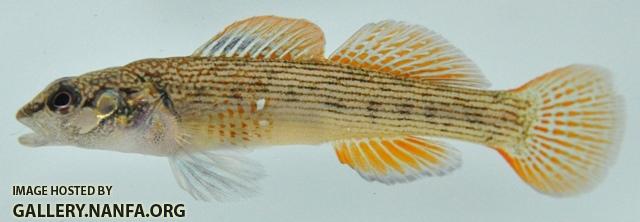 Etheostoma virgatum male1 by BZ